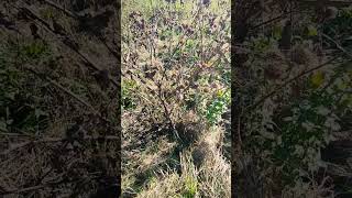 Dried burdock burdock dried shortnaturevideos plants naturevideo [upl. by Carlina279]