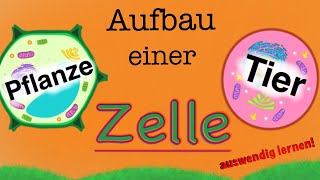 Aufbau einer Zelle  Bestandteile von Tierzellen und Planzenzellen  Funktionen lernen [upl. by Thorncombe]