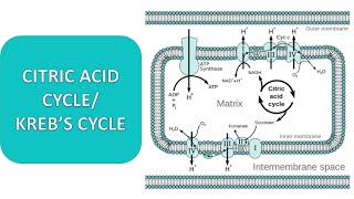 KREBS CYCLE  CITRIC ACID CYCLE CELLAUALR RESPIRATION [upl. by Niddala51]