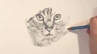 リアルな感じで猫の顔を描く Realistic cat drawing [upl. by Blasius]