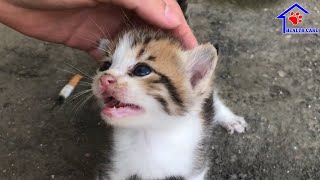 Cutest kitten is asking me something – Baby Kitten meowing loudly on street [upl. by Notse]