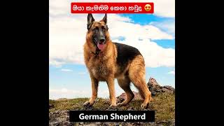 ඔයා කැමතිම කෙනා කවුද 🐕 😍 ♥️♥️♥️ most popular dog breeds 2022 srilanka sinhalavlogs shorts [upl. by Nailluj]