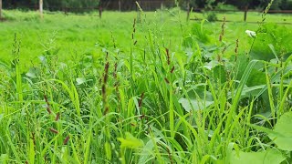 Grasses are crucial to Ecosystem Food security amp Economy [upl. by Allevon126]