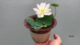 How to grow micro lotus at home Easy for newbies [upl. by Lytsyrk]