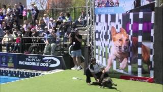 Diving Dog Winner  2016 Purina® Pro Plan® Incredible Dog Challenge® Eastern Regionals [upl. by Sansone]