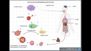 Entamoeba Histolytica life cycle easily explained by Princy Saraf [upl. by Yelsel862]