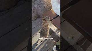 Met the famous quokka at Rottnest island [upl. by Elva898]