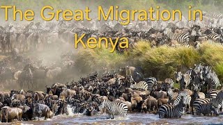 The Great WILDEBEEST Migration in Kenya MAASAI MARA [upl. by Malha]