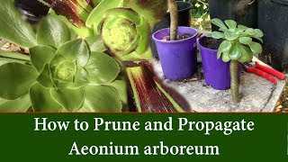 How to Prune and Take Cuttings of Aeonium arboreum  The Tree Aeonium [upl. by Oigaib]