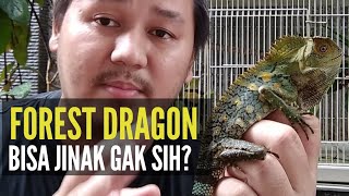 APAKAH KADAL FOREST DRAGON BISA JINAK  GONOCEPHALUS CHAMAELEONTINUS [upl. by Eniroc]