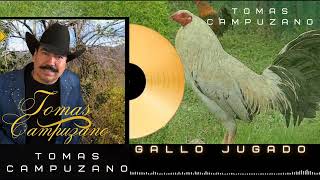 Gallo Jugado Tomas Campuzano [upl. by Snevets]