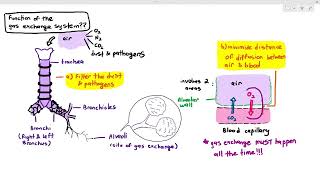 91 Structure of the Gas Exchange System Cambridge AS A Level Biology 9700 [upl. by Alleb]