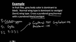 Linked Genes and Independent Assortment [upl. by Senilec]