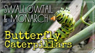 Monarch and Swallowtail Butterfly Caterpillars [upl. by Herculie]