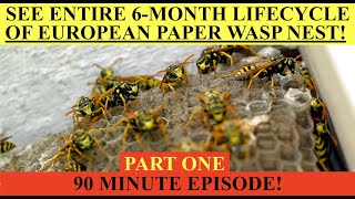 SEE WASP NEST DEVELOP OVER 6 MONTHS ENTIRE LIFECYCLE PART ONE EUROPEAN PAPER WASP P DOMINULA [upl. by Acnayb339]