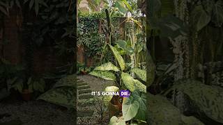 Diva plant meet Anthurium Splendidum ft aloneinoasis plants tropicalgarden houseplants [upl. by Metah]