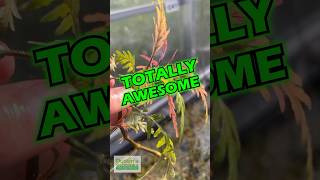 From TOTAL SUCK To TOTAL AWESOME  Hygrophila Pinnatifida  PART 1 [upl. by Lundberg]