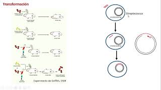 Transferencia horizontal en bacterias  1 [upl. by Fields223]