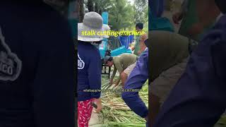 Corn stalk chopping machine for silage making chaffcuuter [upl. by Trela]