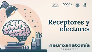 Receptores y Efectores  Neuroanatomía Asesorías  AANS ESMIPN [upl. by Aimahc44]