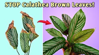 STOP Calathea Brown Leaf Tips  5 ESSENTIAL Calathea Plant Care [upl. by Lizette]