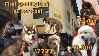 Chennai Pet Market  Dogs at Low cost  India Pet Market [upl. by Keiko]