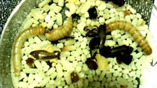 Mealworm Timelapse [upl. by Eidderf]