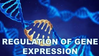 Molecular basis of inheritance  Operon concept and Lac operon [upl. by Megan]