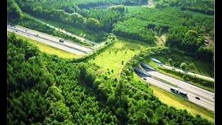 Animal Bridges  Life Saving Wildlife Crossings HD 2014 [upl. by Macur]