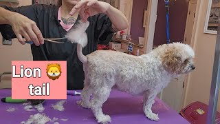 King Charles Cavalier Spaniel Poodle mix haircut quotCavapooquot grooming [upl. by Atilehs]