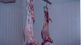 Curso Abate de Caprinos e Processamento de Carne  Cursos CPT [upl. by Aidua98]