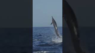 🌊Guardianes del Mar La Vida Secreta de los Delfines🐬 animalesmaravillosos animales animals [upl. by Alletneuq352]