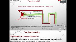 UE3 Physiologie Rénale بالعربية  3 Les Fonctions Tubulaires Par TAGZOUT MAISSENE [upl. by Reel933]