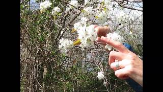 Amelanchier Serviceberry [upl. by Anitniuq410]