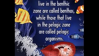 Differences Between Benthic and Pelagic Zones [upl. by Ambler268]