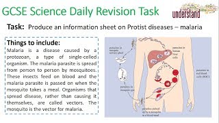 GCSE Science Daily Revision Task 11 Malaria [upl. by Delisle]