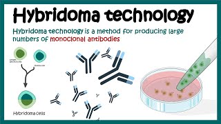 Hybridoma technology  Monoclonal antibody production using hybridoma technology  Animated biology [upl. by Nyrat342]