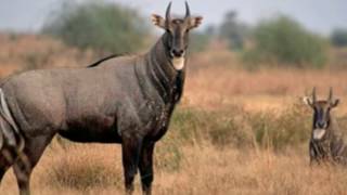 Nilgai Facts Interesting Facts about Nilgai Facts about Nilgai [upl. by Yclek476]