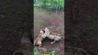 Dog Training for All Ages and Breeds Dog DogTraining TrainingTips [upl. by Lhary900]