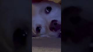 SOUND ON “I’m watching you Wazowski always watching”  Roz pitbull funny monstersinc [upl. by Maisel]