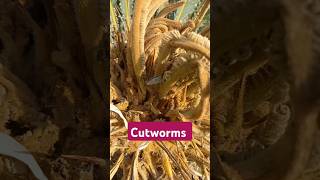 Cutworms in Cycad Palm shorts [upl. by Nosam]