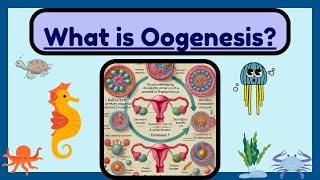 What is Oogenesis Formation of Eggs in Females Explained  Novice Medic [upl. by Assej565]