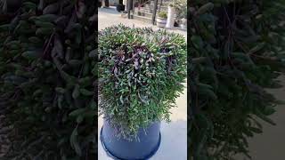 Useful tips for succulents 🪴 suculentas 다육이들 多肉植物 garden [upl. by Ramuk107]