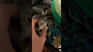 scritches chinchilla chinchillas cute pets animals cuteanimals [upl. by Admama]