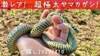 超極太ヤマカガシ！ 蛇採取2021！10【蛇探し、捕獲】♦️Journey to catch snakes 202110〜Elaphe carinatalike snake〜 [upl. by Nikolai]