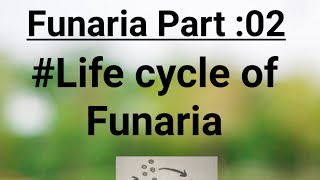 Funaria Part02 Life cycle of Funaria [upl. by Oneal]