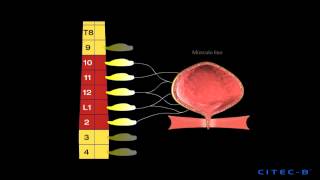 La micción 2  Inervación del tracto urinario inferior [upl. by Haik]