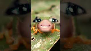 Im a tree frog not a Forest frog [upl. by Eecak]