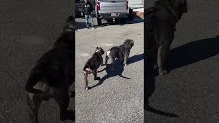 Bulldog Vs Merle Bully oldenglishbulldog tribulldog merelbully canecorso rottweilerpuppy war [upl. by Annel678]