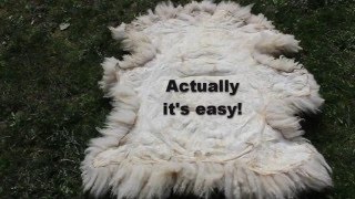 Tan a Sheepskin  Easy Way [upl. by Carlynn]